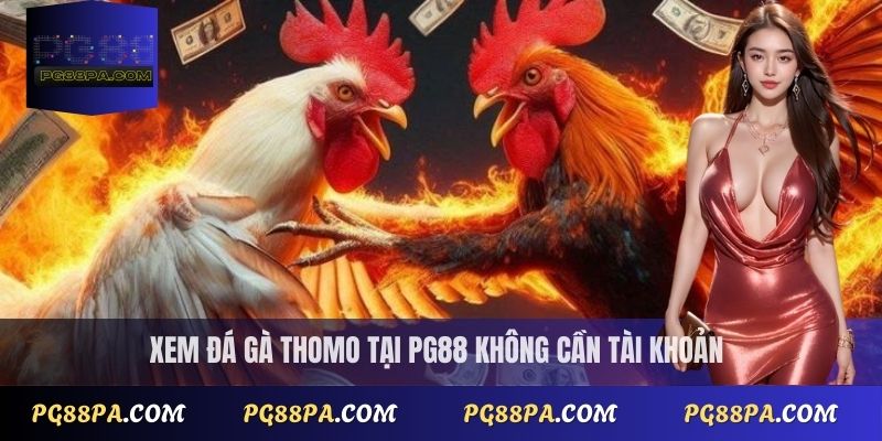 Trực Tiếp Đá Gà Thomo Nhanh Nhất - Không Cần Đăng Ký 2 Xem trực tiếp đá gà Thomo tại PG88 không cần tài khoản