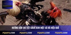 cách xem mặt gà đá