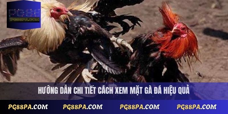cách xem mặt gà đá