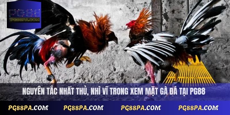 Nguyên tắc nhất thủ, nhì vĩ trong xem mặt gà đá tại PG88
