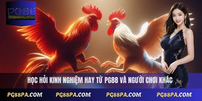 Trực Tiếp Đá Gà Thomo Nhanh Nhất - Không Cần Đăng Ký 4 Học hỏi kinh nghiệm hay từ PG88 và người chơi khác