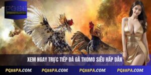Trực Tiếp Đá Gà Thomo